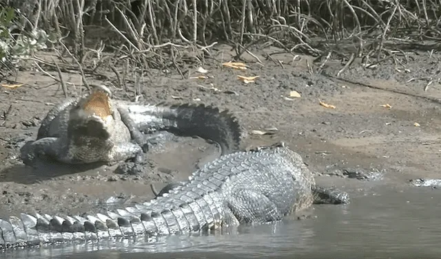 YouTube viral: enorme cocodrilo busca a hembra para aparearse, sin imaginar  que esta lo pondría en su sitio | Video | Viral | YT | Animales | México |  . | Mx | Redes sociales | Tendencias | La República