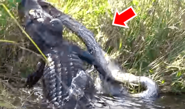 YouTube viral: pelea a muerte entre enorme cocodrilo y hambrienta pitón  tiene desolador final | Video viral | Animales | YT | México | Depredador |  . | USA | Tendencias | La República