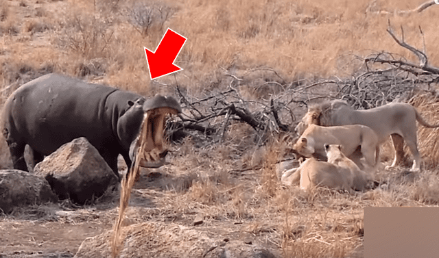 YouTube viral: Enorme hipopótamo se enfrenta a feroces leones por su 'presa'  y todo acaba de forma inesperada | Video viral | Animales | Redes sociales  | México | Estados Unidos | Tendencias | La República