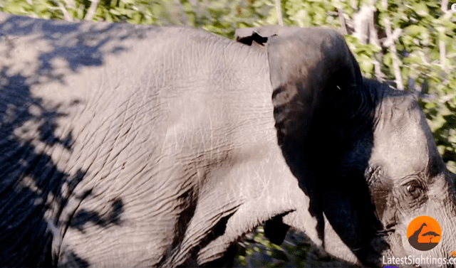 YouTube viral: Hambrienta leona caza a elefante para dar de comer a sus  crías y ocurre lo inesperado | video | Viral | Animales | Redes sociales |  África | México | Tendencias | La República