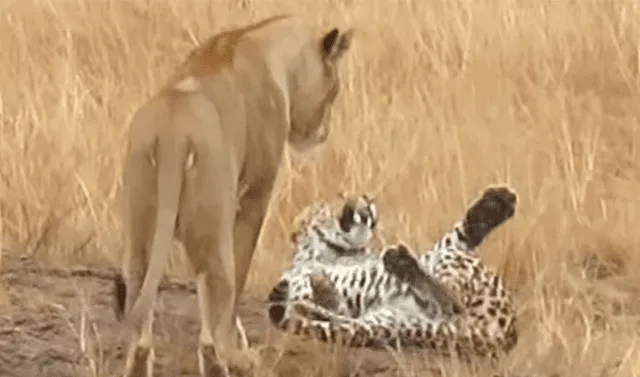 Facebook viral: leopardo es cercado por hambrientos leones que quieren  asesinarlo y pasa lo inesperado | Video | Viral | FB | Face | Redes  Sociales | México | Tendencias | La República