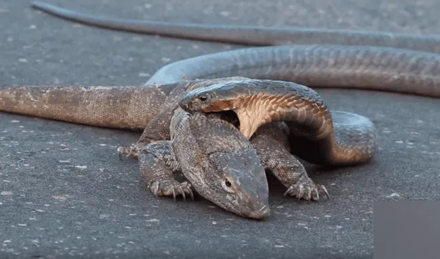 YouTube viral: graban a feroz cobra intentando matar a dragón de komodo de  la forma más terrorífica | Video | Viral | YT | Animales | México .  | Redes sociales | Tendencias | La República