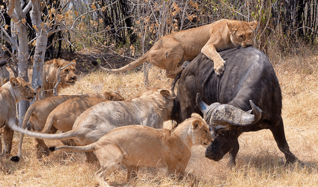 YouTube viral: Leones iban a devorar a enorme búfalo, pero este tiene  inesperada reacción que sorprende a todos | video | viral | redes sociales  | África | Tendencias | La República