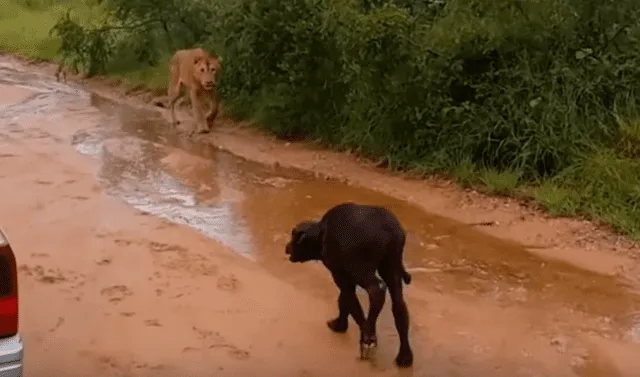 YouTube viral: hambriento león quiso devorar a búfalo bebé, pero su madre  llega para rescatarlo | Video | Viral | YT | Redes sociales | México |  Estados Unidos | Animales | Tendencias | La República