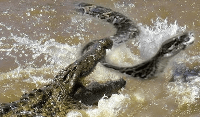 YouTube viral: Turista registra brutal pelea de anaconda abriendo sus  mandíbulas para tragar a enorme cocodrilo | Video | Viral | Reptiles |  Amazonas | Brasil | México | Mx | Tendencias | La República
