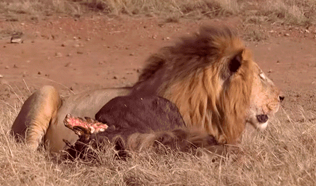 YouTube viral: León 'macho alfa' destruye columna de aprendiz que intentó  quitarse su presa | Video viral | Animales | Depredador | Mx | Australia |  África | Tendencias | La República