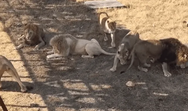 YouTube viral: inoportuno hombre ingresa a jaula de feroces leones para  alimentarlos y ocurre esto | Viral | YT | criatura | Redes Sociales | Rusia  | Depredador | Tendencias | La República