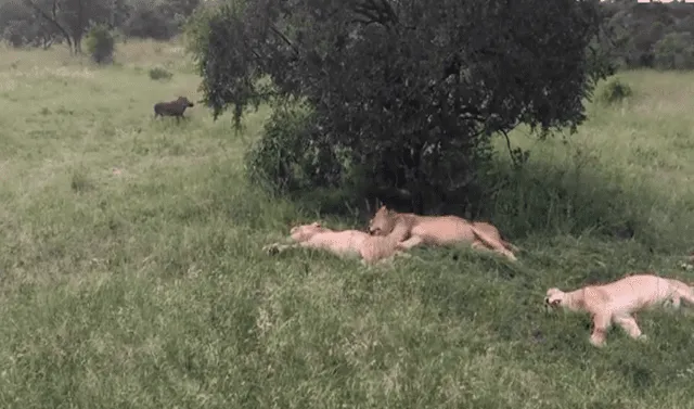 Facebook viral: Jabalí tuvo la 'osadía' de despertar a cuatro leones y el  desenlace sorprende en redes sociales | VIDEO | face | fb | animales |  viral | mx | rddr | Tendencias | La República
