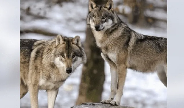 Facebook viral: fotógrafo capta impactantes imágenes de manada de lobos  paseando en el bosque | Coronavirus | Estados Unidos | Video viral |  Tendencias | La República
