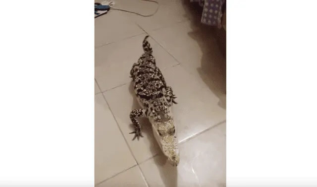 YouTube viral: Chico transforma peligroso cocodrilo en una obediente mascota  y su comportamiento impacta a miles | Viral | Video | YT | Yotube | México  | Mx | Redes Sociales | Firulais | Tendencias | La República