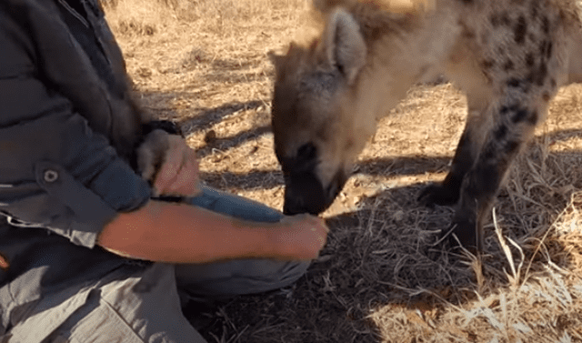 YouTube viral: hombre se reencuentra con hiena que cuidó de bebé y este  tiene una conmovedora reacción | YT | Susurrador de leones | África | Video  viral | Tendencias | La República