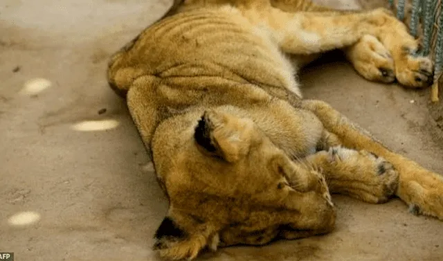 Sudán: Muere uno de los cinco leones desnutridos en zoológico | Animales |  Maltrato Animal | rddr | Mundo | La República