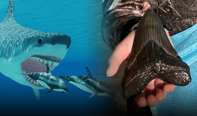 Niña de 9 años encuentra diente de megalodón, el tiburón más grande de la  historia | Ciencia | La República