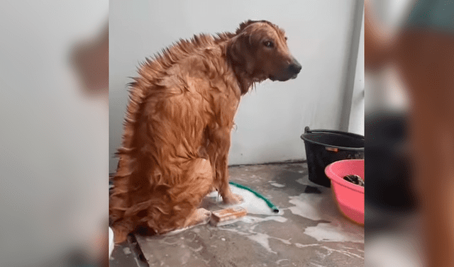 YouTube viral: Chica hace radical cambio de look a su perro y este tiene  inesperada reacción | Video | YT | mascotas | Firulais | lomitos | blooper  | Tailandia | punk |