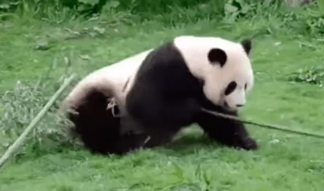 Facebook viral: graban a oso panda haciendo extraños movimientos y lo comparan con 'Kung Fu Panda' | Face | Fb | Animales | Po | China | Redes Sociales | Video viral | Tendencias | La República Facebook viral: graban a oso panda haciendo extraños movimientos y lo comparan con 'Kung Fu Panda' | Face | Fb | Animales | Po | China | Redes Sociales | Video viral | Tendencias | La República