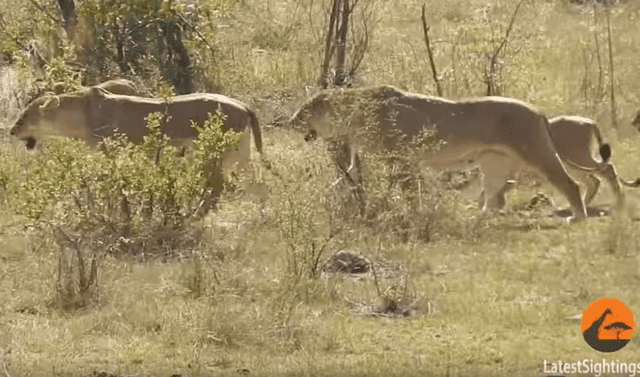 YouTube viral: Hambrientos leones cazan a búfalo, pero son atacados por  enfurecida manada | Video viral | Australia | África | Pelea | Familia |  Caza | Depredador | Tendencias | La República