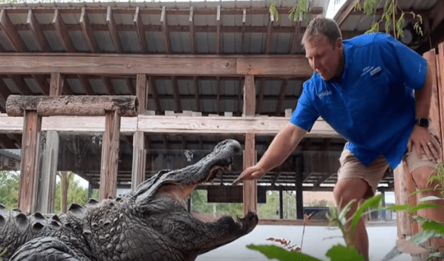 YouTube viral: Hombre mete su mano en mandíbula de enorme cocodrilo y  reptil reacciona inmediatamente | Viral | Video | Gatorland | Estados  Unidos | EEUU | Tendencias | La República