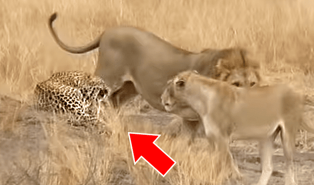 YouTube viral: Feroces leones acechan a un aterrado leopardo que realiza lo  inesperado para enfrentarlos | video | viral | México | Mx | redes sociales  | Tendencias | La República