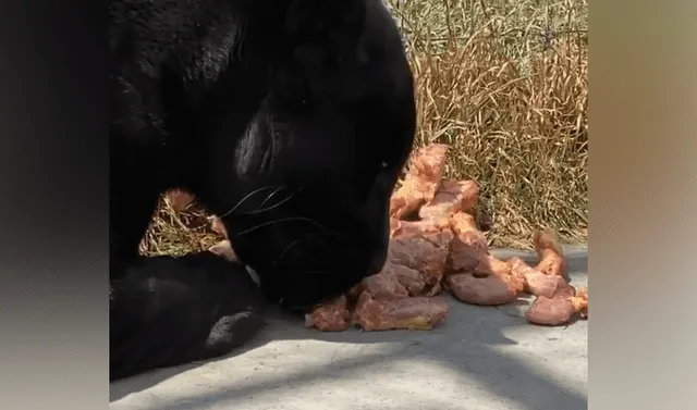 Facebook viral: cuidador de felinos graba momento en que pantera devora su  presa y esta tiene inesperada reacción | Video | México | Black Jaguar  White Tiger | Tendencias | La República