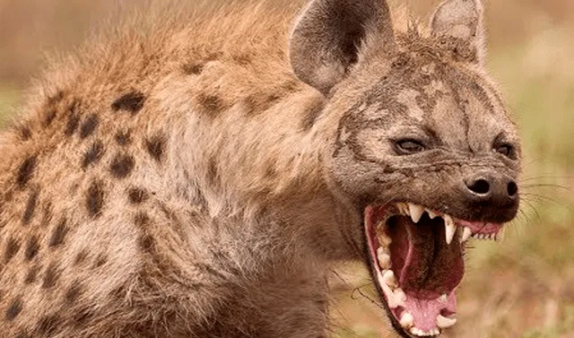 YouTube viral: hiena entra por error a campo de leones y ellos la matan  cruelmente | Viral | YT | Video | Animales | safari | México | Tendencias |  La República