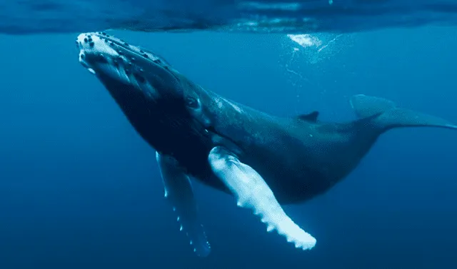 Ballenas de cuatro patas majestuosas