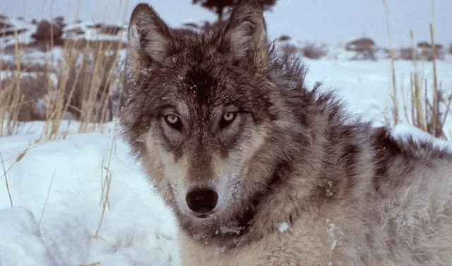 Facebook viral: fotógrafo capta impactantes imágenes de manada de lobos  paseando en el bosque | Coronavirus | Estados Unidos | Video viral |  Tendencias | La República