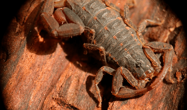 Soñar con muchos alacranes Soñar con muchos alacranes