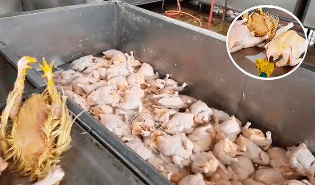 Ate: avícola inflaba pollos con agua para aumentar su peso | atmp |  Sociedad | La República