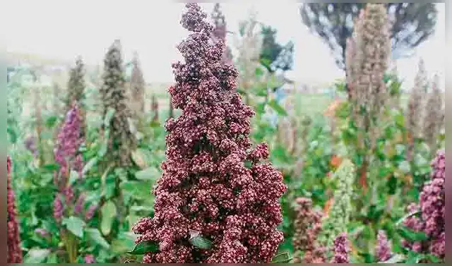 Lanzan congreso y simposio mundial sobre la quinua