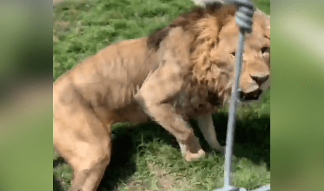 Facebook viral: Entrenador de leones se aproxima a jaula de furioso felino,  sin sospechar cómo reaccionaría | Video | Viral | México | Mx | Depredador  | Black Jaguar White Tiger | Tendencias | La República