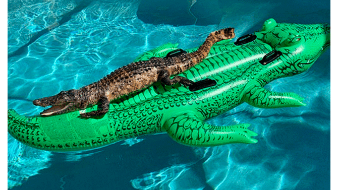 Foto: Encontraron a un caimán sobre un cocodrilo inflable en la piscina de  la casa que alquilaron | viral | redes sociales | eeuu | rddr | Tendencias  | La República