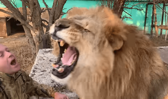 Facebook viral: hombre se reencuentra con león que crió de cachorro, el  felino no lo reconoce y lo ataca | Video | Viral | Face | Oleg Zubkov |  Rusia | México | Mx | Tendencias | La República