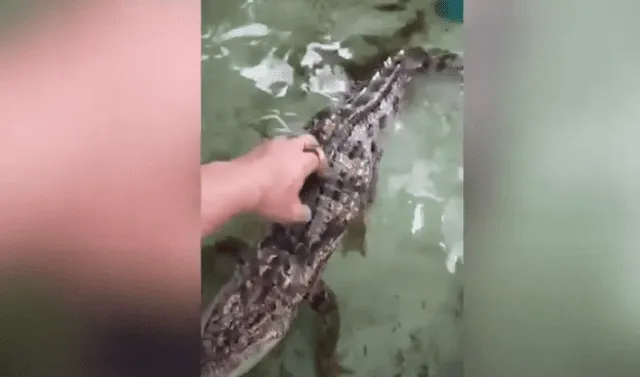 YouTube viral: cuidador de zoológico se acerca a cocodrilo y este se  comporta como un tierno animal | Video viral | Tailandia | Reptiles |  Tendencias | La República