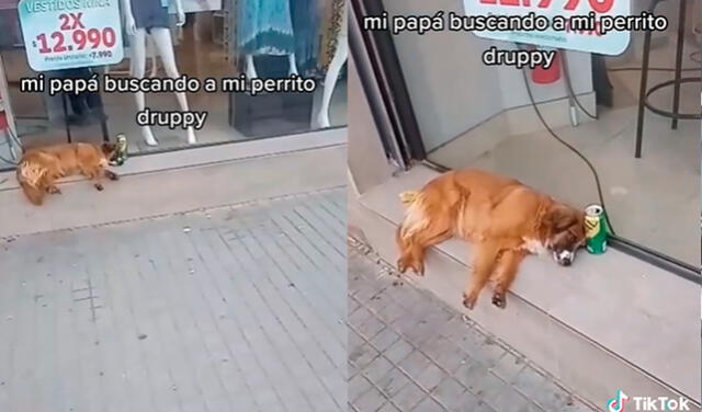 Tiktok Viral Hombre Busca A Su Perrito Perdido Y Lo Encuentra Tirado En Una Esquina Con Latas 