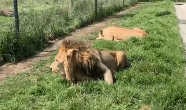 Facebook viral: Entrenador de leones se aproxima a jaula de furioso felino,  sin sospechar cómo reaccionaría | Video | Viral | México | Mx | Depredador  | Black Jaguar White Tiger | Tendencias | La República