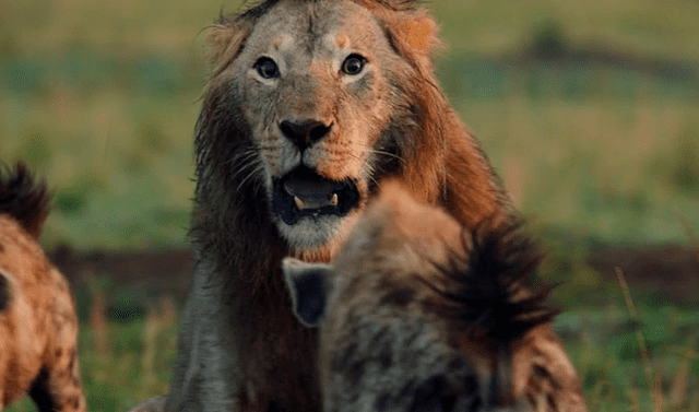 YouTube viral: hiena entra por error a campo de leones y ellos la matan  cruelmente | Viral | YT | Video | Animales | safari | México | Tendencias |  La República
