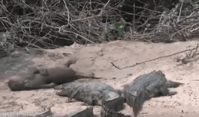 YouTube viral: nutria pasea en medio de feroces reptiles y estos reaccionan  de la manera menos pensada | Video | YT | Viral | Redes sociales | Caimán |  Animales | Tendencias | La República