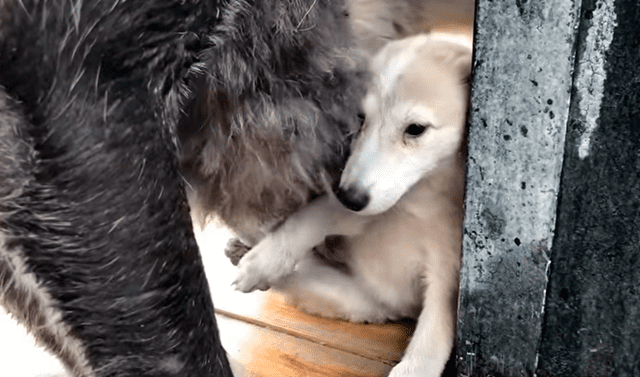YouTube viral: lobo negro observa conoce a un perro bebé y su conducta  conmueve a todos | Video | Viral | YT | Lobo negro canadiense | Husky  siberiano | Animales | México | Rusia | Tendencias | La República