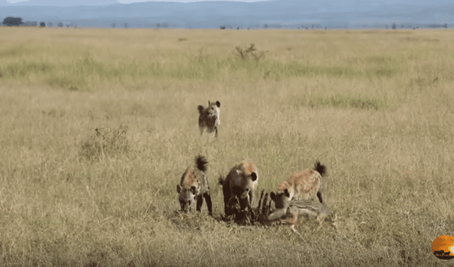 YouTube viral: Leones tienen brutal pelea por territorio y hambrientas  hienas aprovechan para robarles su comida | Video | Viral | Yotube | Maasai  Sightings | Redes Sociales | África | Tendencias | La República