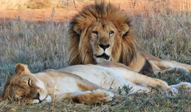 Leo y Muñeca: los leones que fueron rescatados de un circo peruano y  estuvieron juntos hasta la muerte EVAT | Respuestas | La República