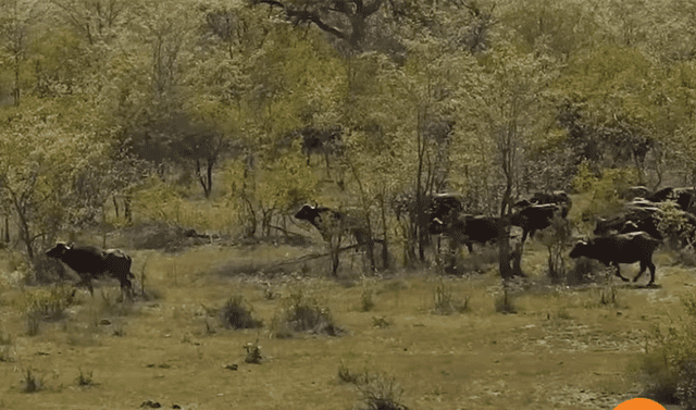 YouTube viral: Hambrientos leones cazan a búfalo, pero son atacados por  enfurecida manada | Video viral | Australia | África | Pelea | Familia |  Caza | Depredador | Tendencias | La República