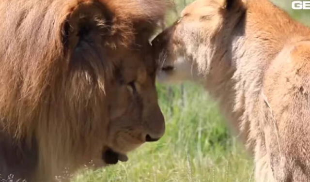 Día Mundial del León: ¿cuál es su importancia y por qué se celebra el 10 de  agosto? | Mundo | La República