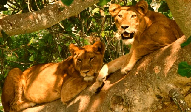 África: seis leones son encontrados muertos debido a posible envenenamiento  | Mundo | La República