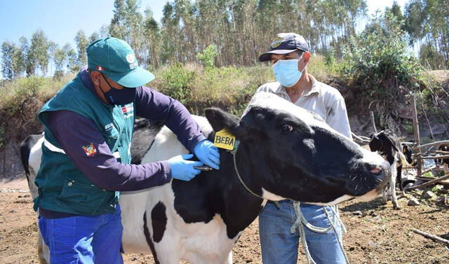 Cusco: Senasa vacunará a 44.500 animales contra el carbunco sintomático ...