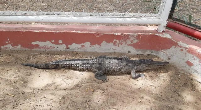 Rescatan cocodrilo hallado en la zona industrial de Piura | Sociedad | La  República