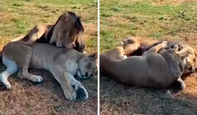 YouTube viral: fotógrafo capta una amorosa escena de una pareja de leones  en un refugio | Tendencias | La República