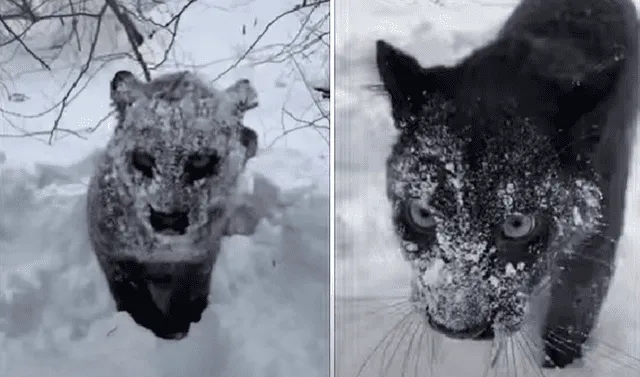 YouTube viral: encuentra a un animal cubierto con hielo, lo sacude y  descubre a una pantera | Tendencias | La República