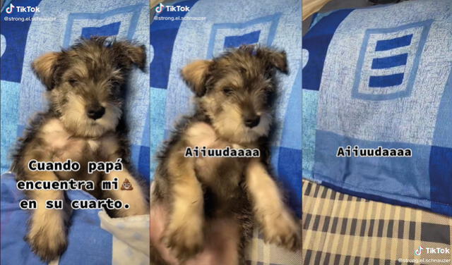 TikTok viral: Padre encuentra al perrito de su hija durmiendo en su cama y  tiene una divertida reacción | Tendencias | La República