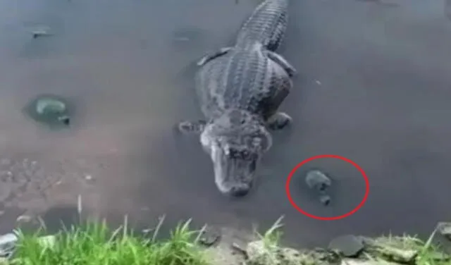 YouTube viral: Tortuga emerge del lago para quitarle la comida a un  cocodrilo | Tendencias | La República