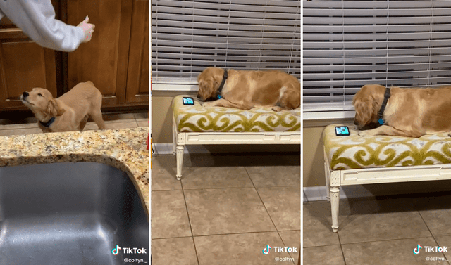 TikTok viral: Jóvenes se divierten en una reunión y dejan a su perro viendo  una película en el celular | animales | mascotas | Tendencias | La República